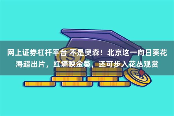 网上证劵杠杆平台 不是奥森！北京这一向日葵花海超出片，红墙映金葵，还可步入花丛观赏