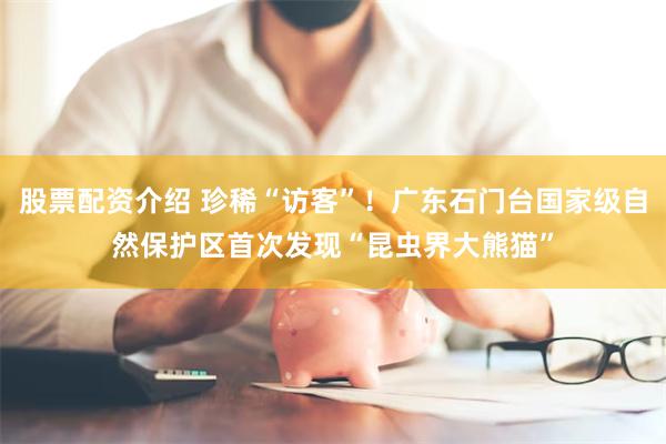 股票配资介绍 珍稀“访客”！广东石门台国家级自然保护区首次发现“昆虫界大熊猫”